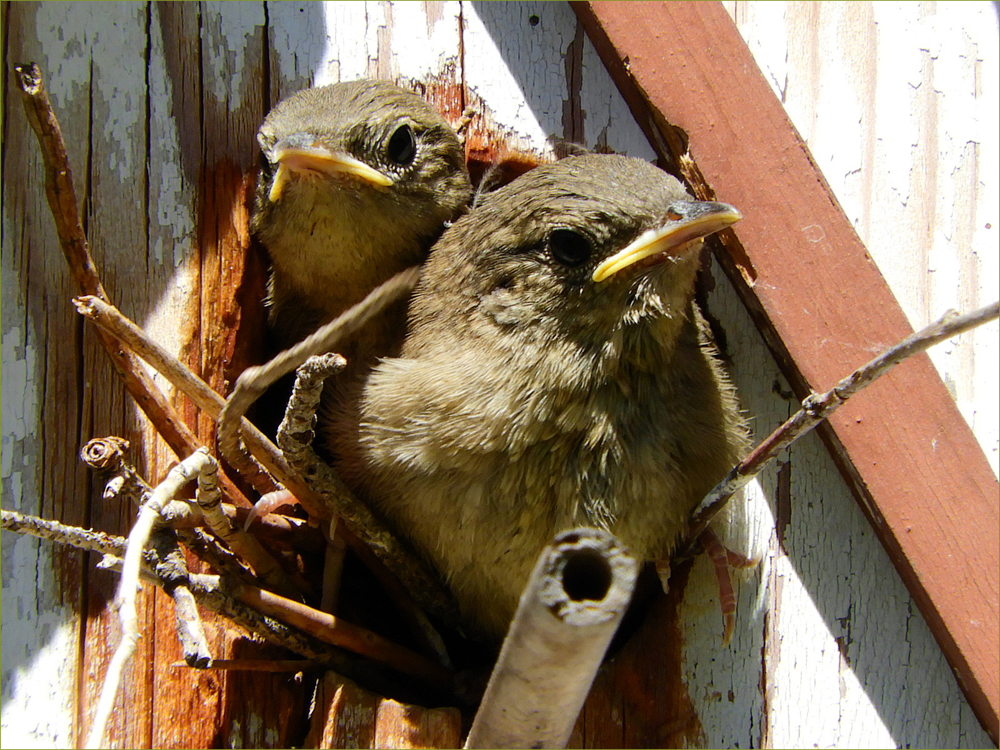 House Wren (fledglings)