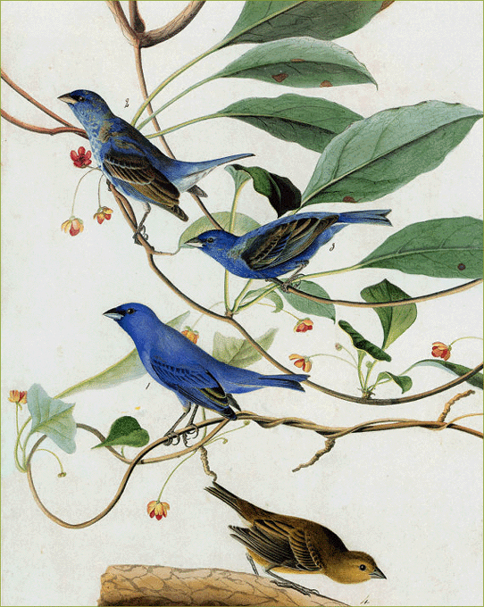 Buntings - John James Audubon