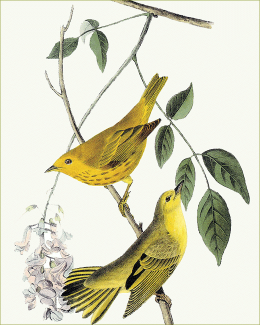 Warblers - John James Audubon