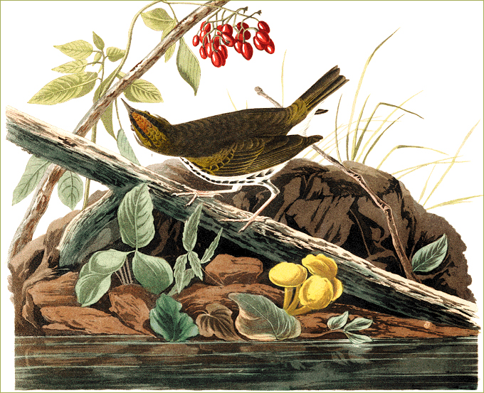 Golden-crowned Thrush (the Ovenbird)