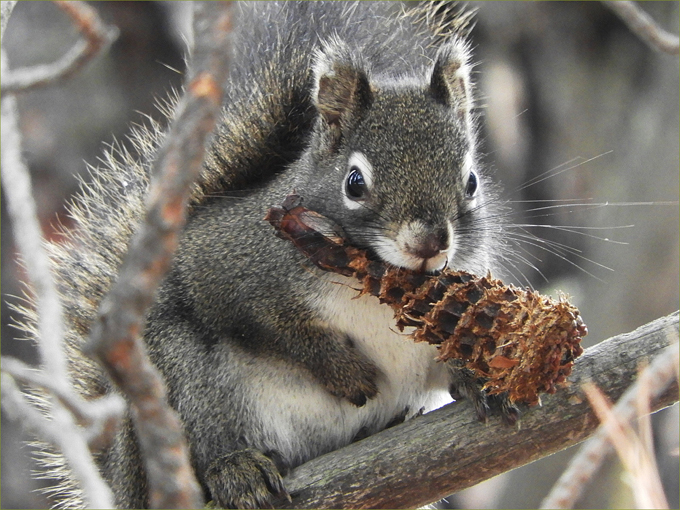 Gathering food for the winter