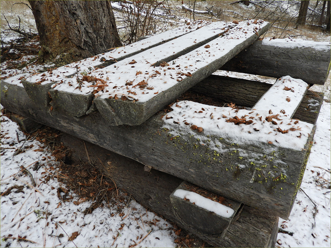 Squirrel's dining table on the Orange Trail