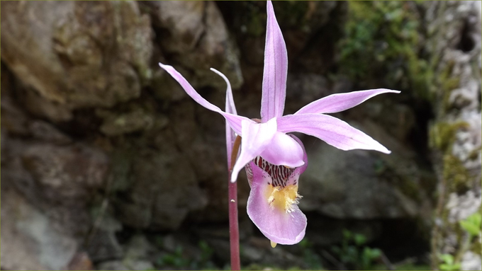 Fairy Slipper wild orchid