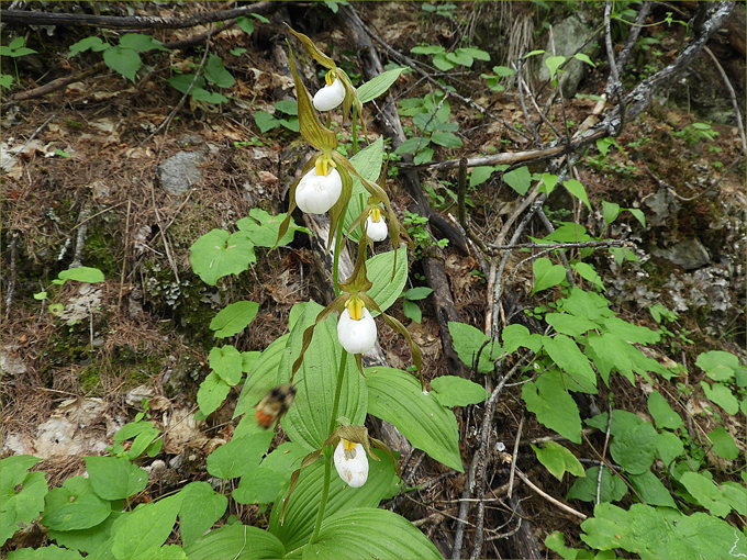 Cluster of Mountain Lady Slipper orchids