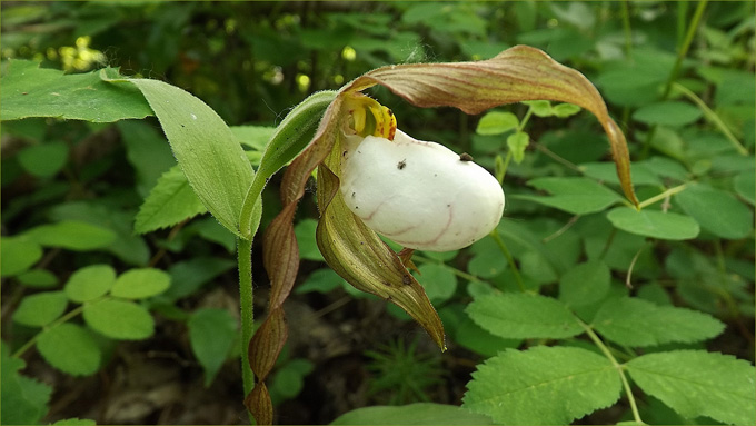 Mountain Lady Slipper 