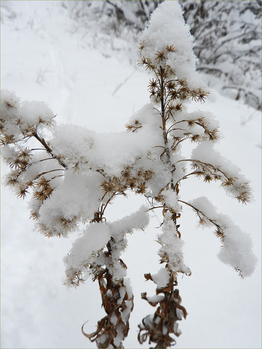 Goldenrod in snow 