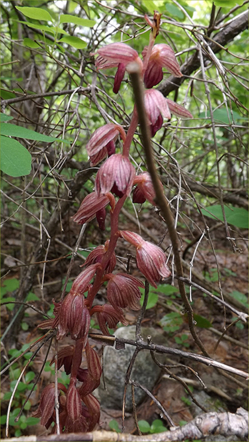 Striped Coralroot wild orchid