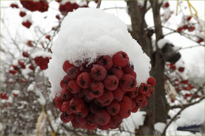 Mountain Ash berries