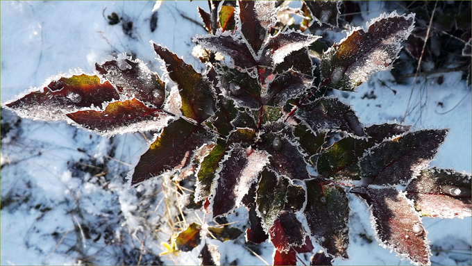 Frosted Mahonia leaves (Oregon Grape)