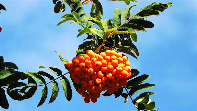 Mountain Ash berries