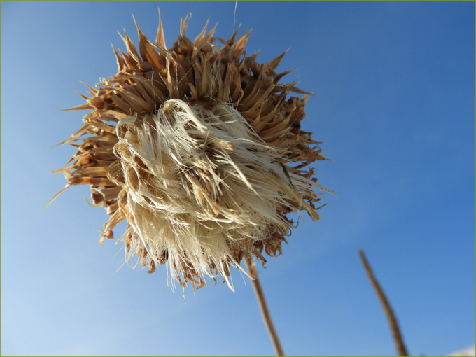 Thistle seedpod