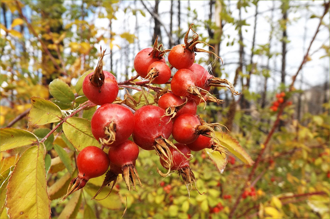 Rosehips