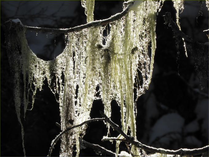 Witch's Hair, frosted