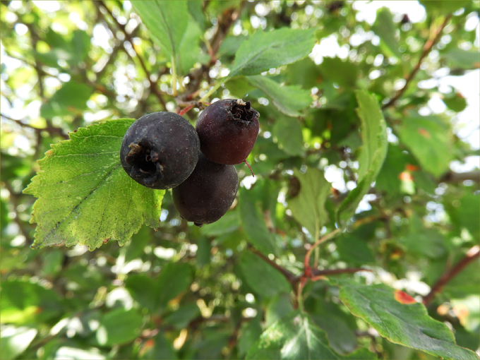 Edible Wild Fruits of Greenwood