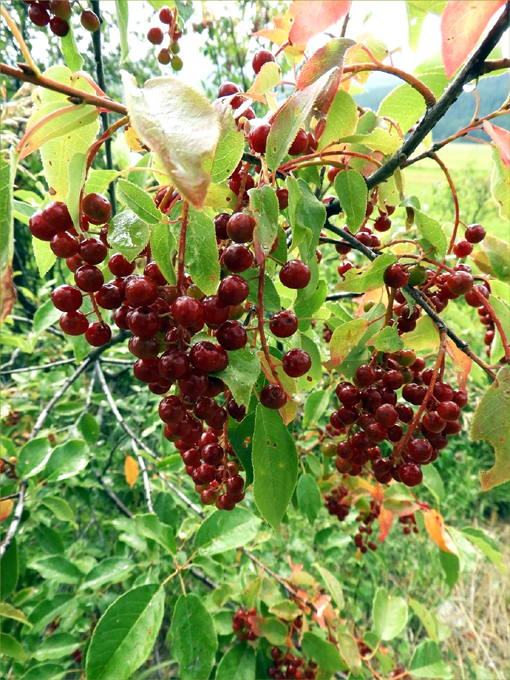 Edible Wild Fruits of Greenwood