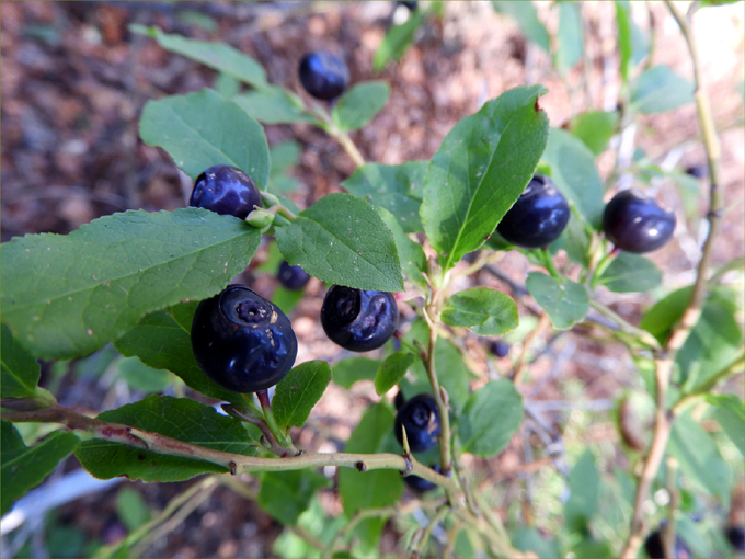 Edible Wild Fruits of Greenwood