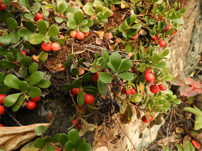 Edible Wild Fruits of Greenwood