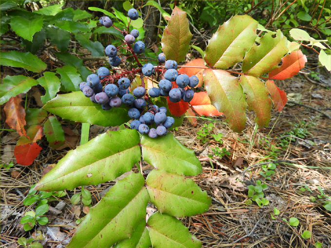 Edible Wild Fruits of Greenwood