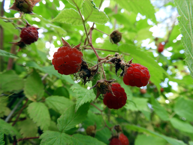 Edible Wild Fruits of Greenwood