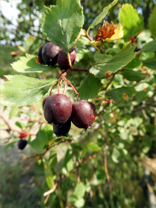 Edible Wild Fruits of Greenwood