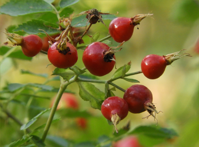 Edible Wild Fruits of Greenwood