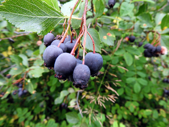 Edible Wild Fruits of Greenwood