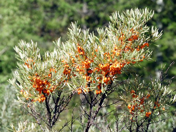 Edible Wild Fruits of Greenwood