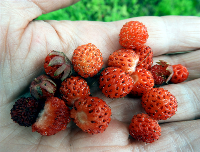 Edible Wild Fruits of Greenwood