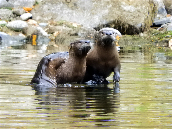 Greenwood Wildlife & critters