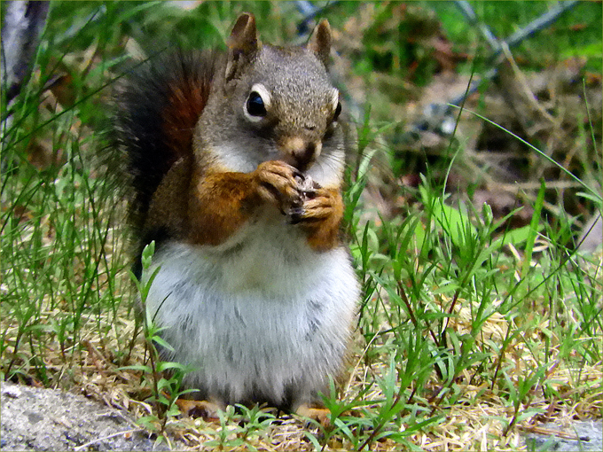 Greenwood Wildlife & critters