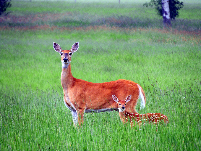 Greenwood Wildlife & critters