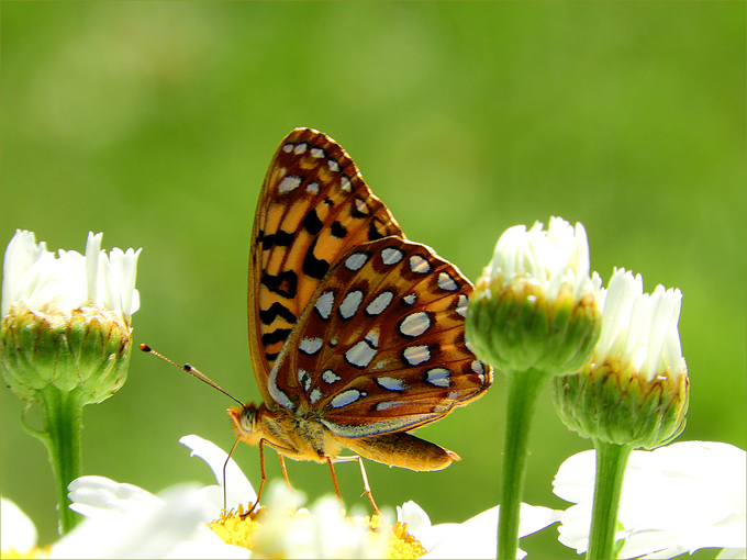 Greenwood Wildlife & critters