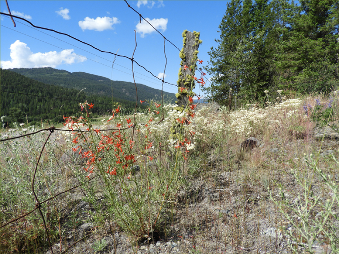 Trans Canada Trail, Eholt to Greenwood BC