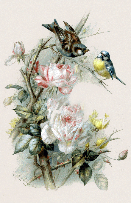 Victorian Bird prints