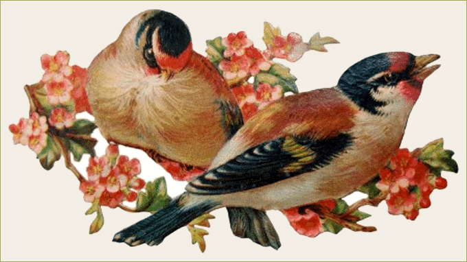 Victorian Birds