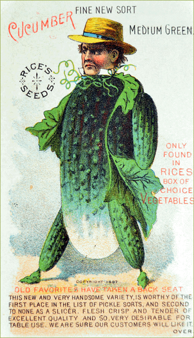 Victorian Cucumber