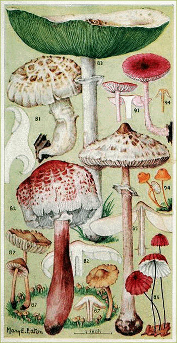 Mushrooms