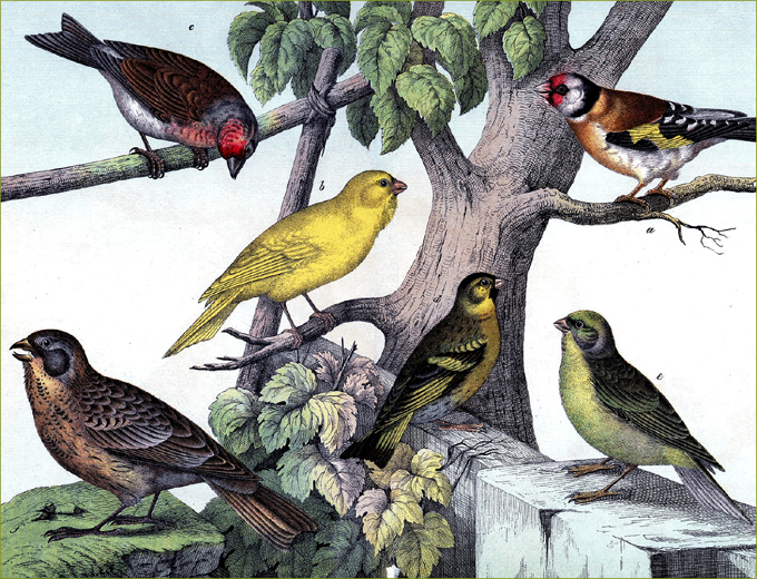 Vintage Bird Illustration